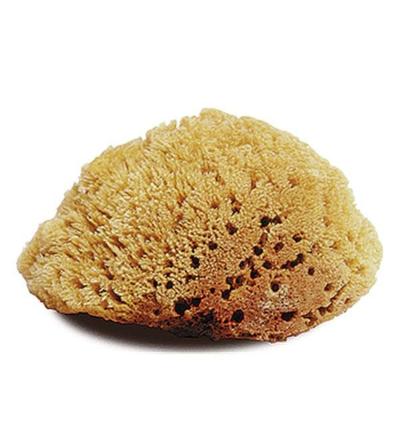 Body Sponge, Natural (Large)